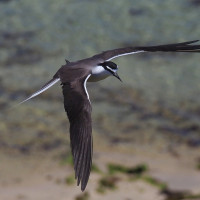 Bridled Tern